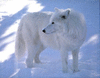 Icepaw
