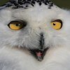 Awekiazaruwulpy