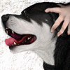 CrackHousePitbull
