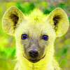 HyenaZz