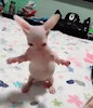 JhamylIsFunny