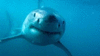 Sharksrule1