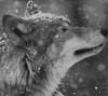 lostwolven
