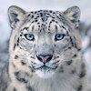 Sidney56