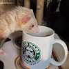 FerretCafe