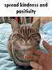 fatkittycat
