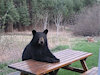 BearWithKnot