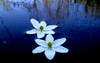 acqua