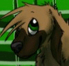 Avidog