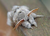 FwuffyMoth