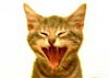 Nitekatt