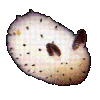 NSH