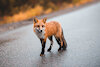 ZarvoxFox