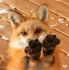 FeralFurson