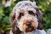 charliefloof230