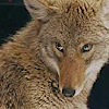 indoorcoyote