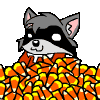 Waccoon