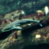 TanukiCoast