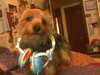 SamTheDog