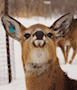 fawndler