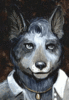BlueHeelerSunFire
