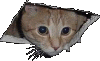 Nyanki