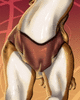 TheRedRaptor