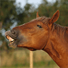 flehmen