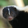 translator8skunk