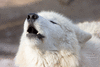 WolfMoon93