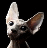 KerstinCabbit