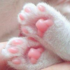 Kittenpaws
