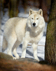 LukyWolf