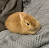 CatNuym