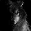 CozyCanid