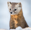 TinyMartens