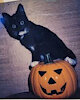 PumpkinPuma
