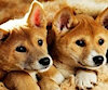 DapperDingo