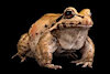 TangleToad