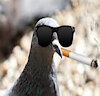 StonedSparrow