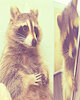 raccotokk