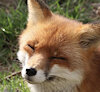 SomeFoxgirl