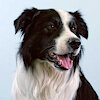 BearBearBorderCollie