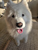 puppysmell