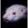frettchendecom