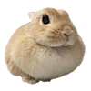 pichuswife