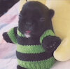 unknownfurdog