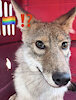 SomeKnottyCoyote