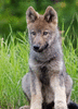 ryazanovwerewolf