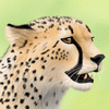 Cheepard